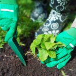 বসন্তে বেরির বালতি সংগ্রহ করার জন্য শরত্কালে কখন স্ট্রবেরি লাগাতে হবে: গুরুত্বপূর্ণ নিয়ম বসন্তে বেরির বালতি সংগ্রহ করার জন্য শরত্কালে কখন স্ট্রবেরি লাগাতে