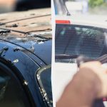 পাখিরা গাড়িতে আর বাজে কথা বলবে না: আপনাকে যা করতে