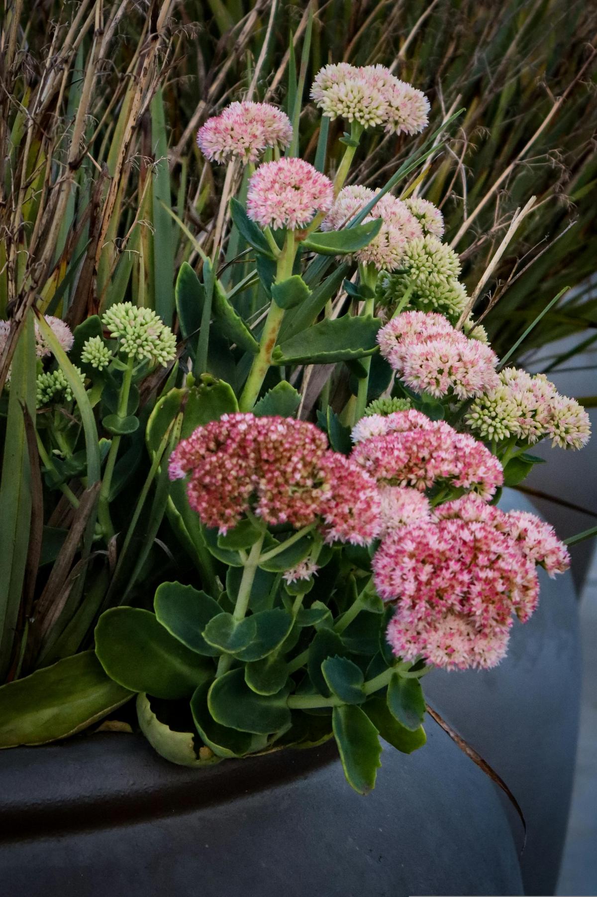 একটি কবরস্থানে কি ফুল লাগাতে হবে যাতে তারা সমস্ত গ্রীষ্মে প্রস্ফুটিত হয় / ফটো pexels.com