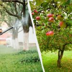 এফিডরা আর কখনো আপেল গাছকে স্পর্শ করবে না: একটি কার্যকর দুই উপাদান সমাধান এফিডরা আর কখনো আপেল গাছকে স্পর্শ করবে না: একটি কার্যকর