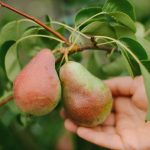 একটি বিশাল ফসল পেতে একটি নাশপাতি কীভাবে সঠিকভাবে ছাঁটাই করবেন: